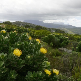 Leucospermum conocarpodendron